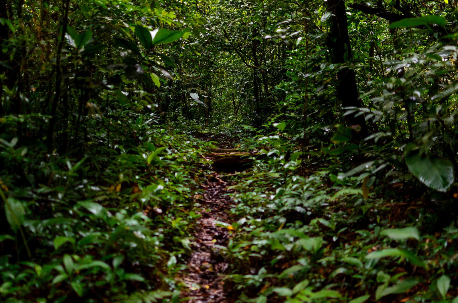 Trilha-do-Morro-do-Itagua-bertioga